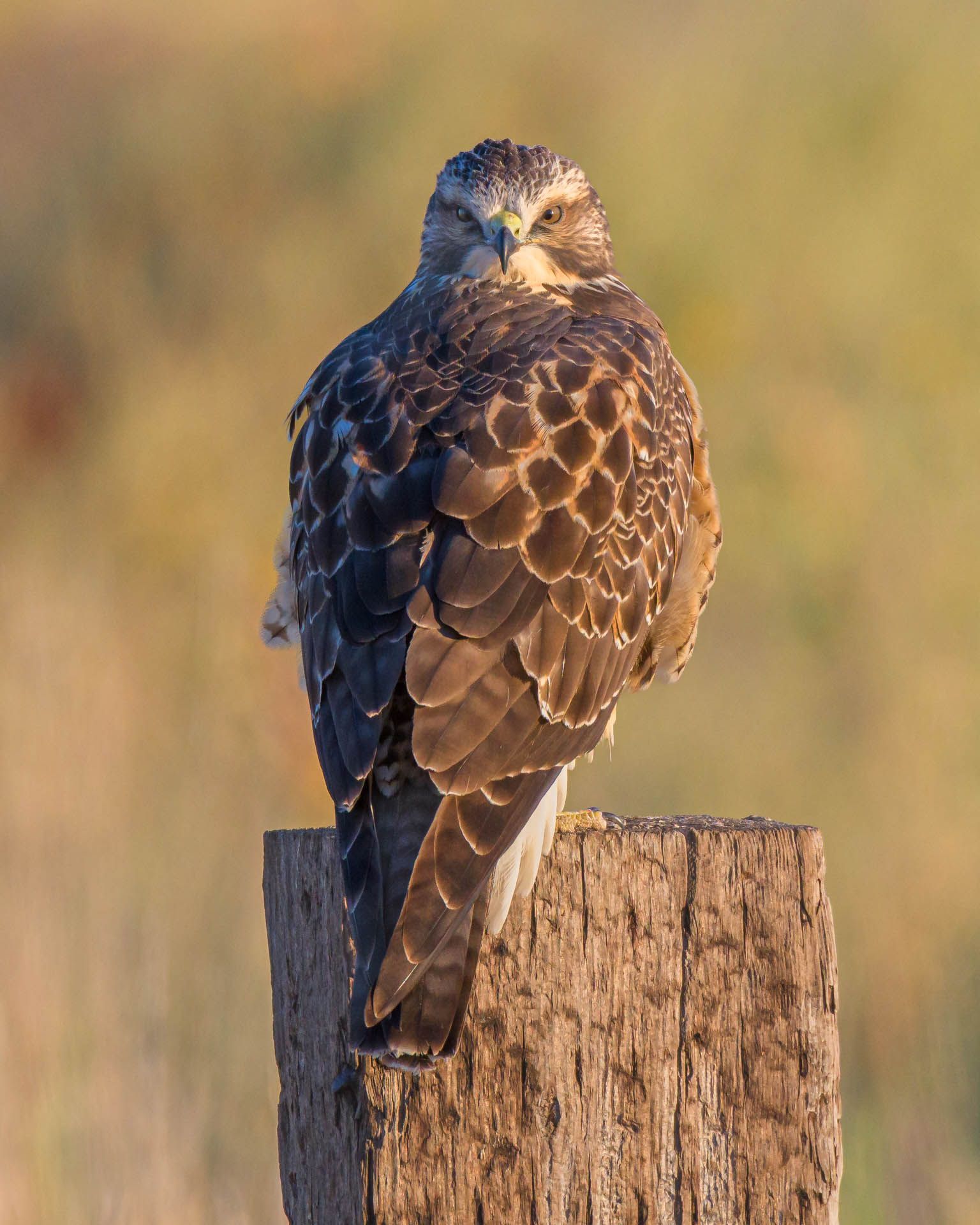 A bird perched on top of a wooden post.