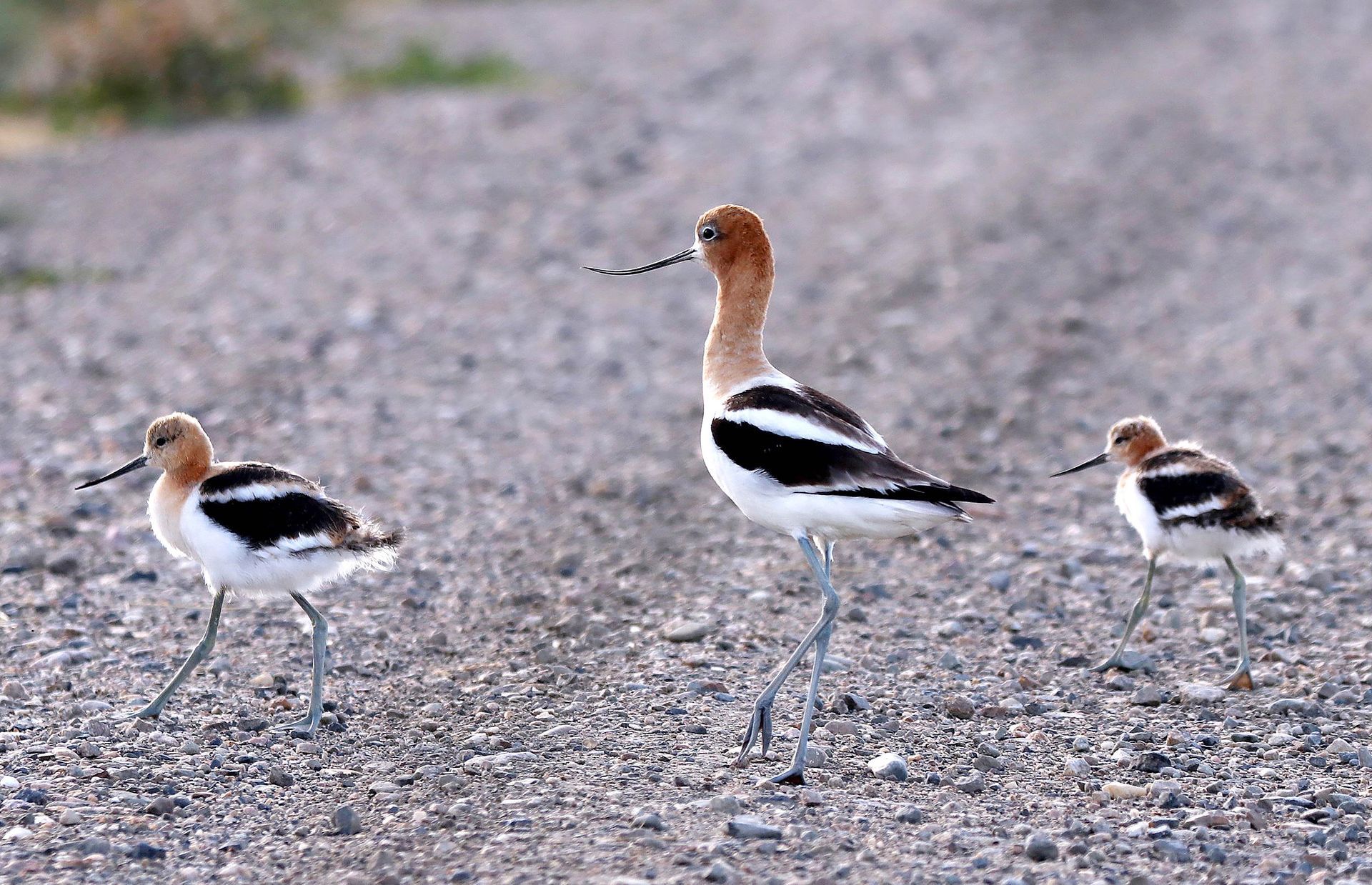 Three birds are walking on a gravel road