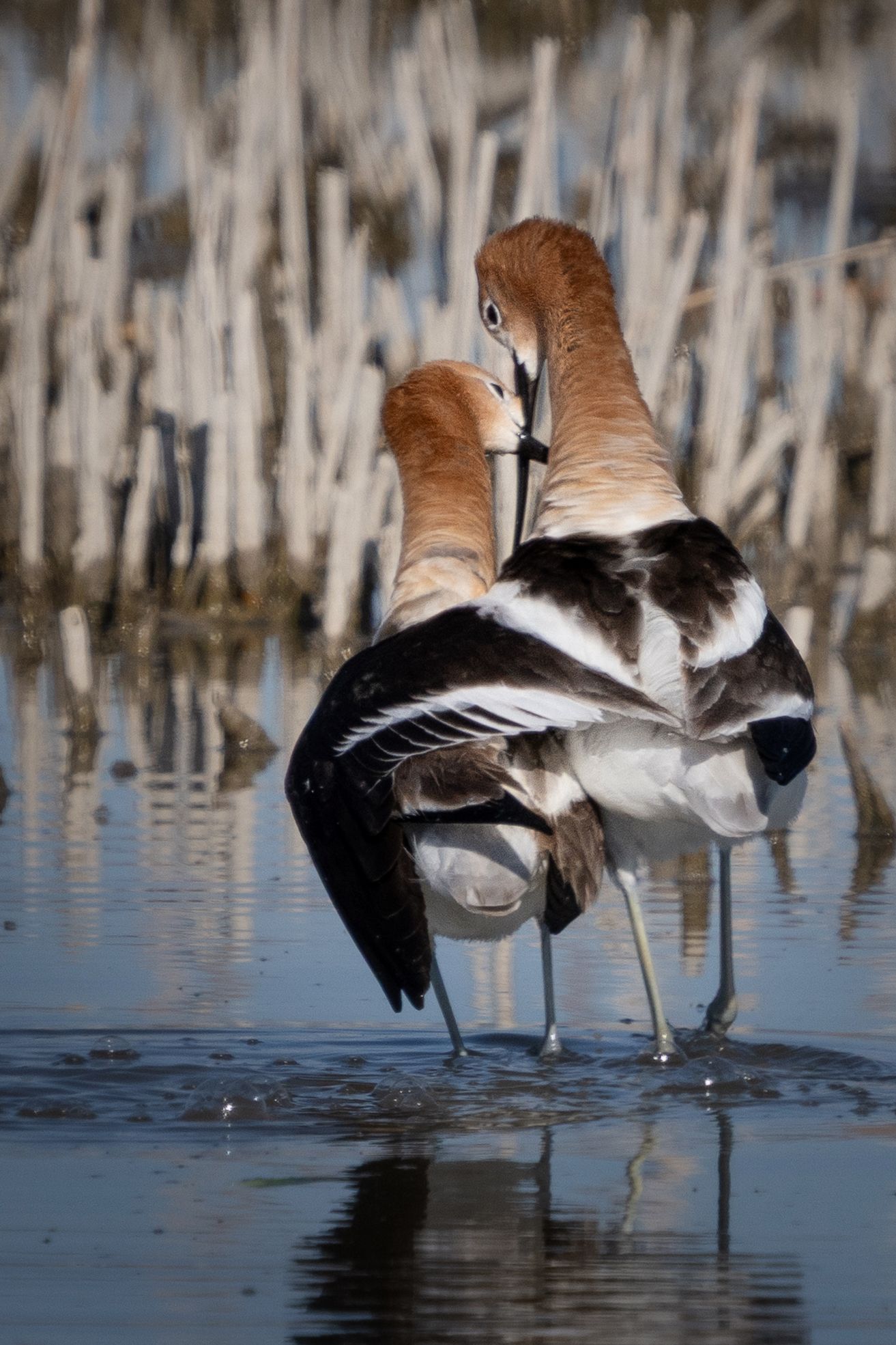 Two ducks are standing next to each other in the water.