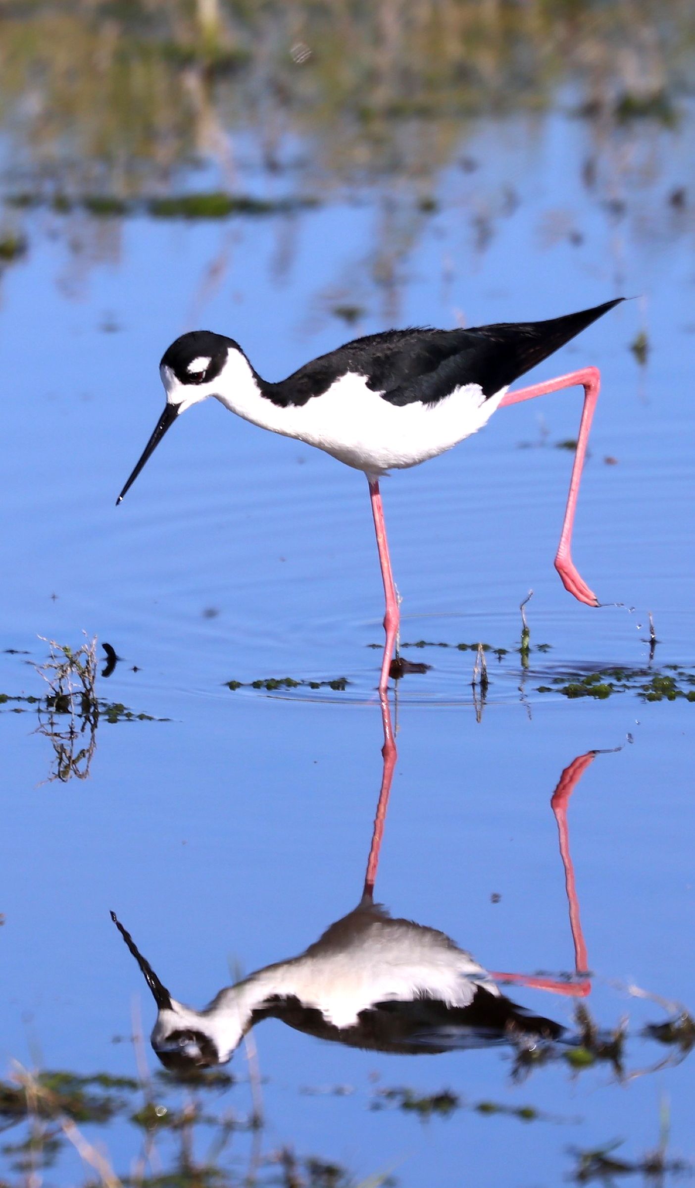 A black and white bird with long legs is standing in the water