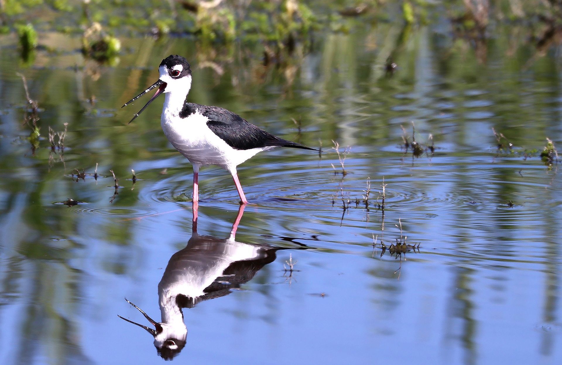 A black and white bird is standing in the water and its reflection is in the water.