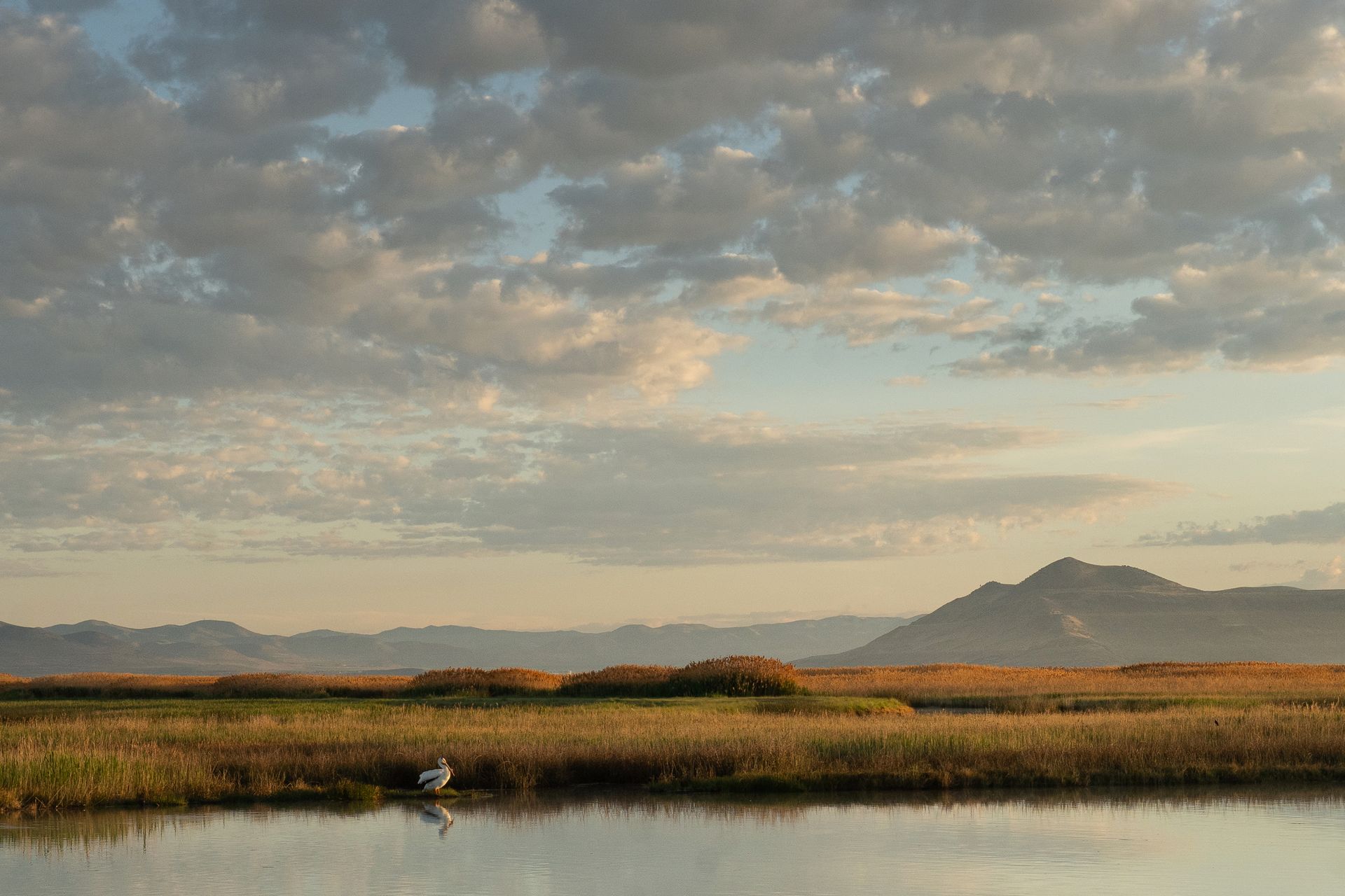 A swan is swimming in a lake with mountains in the background.