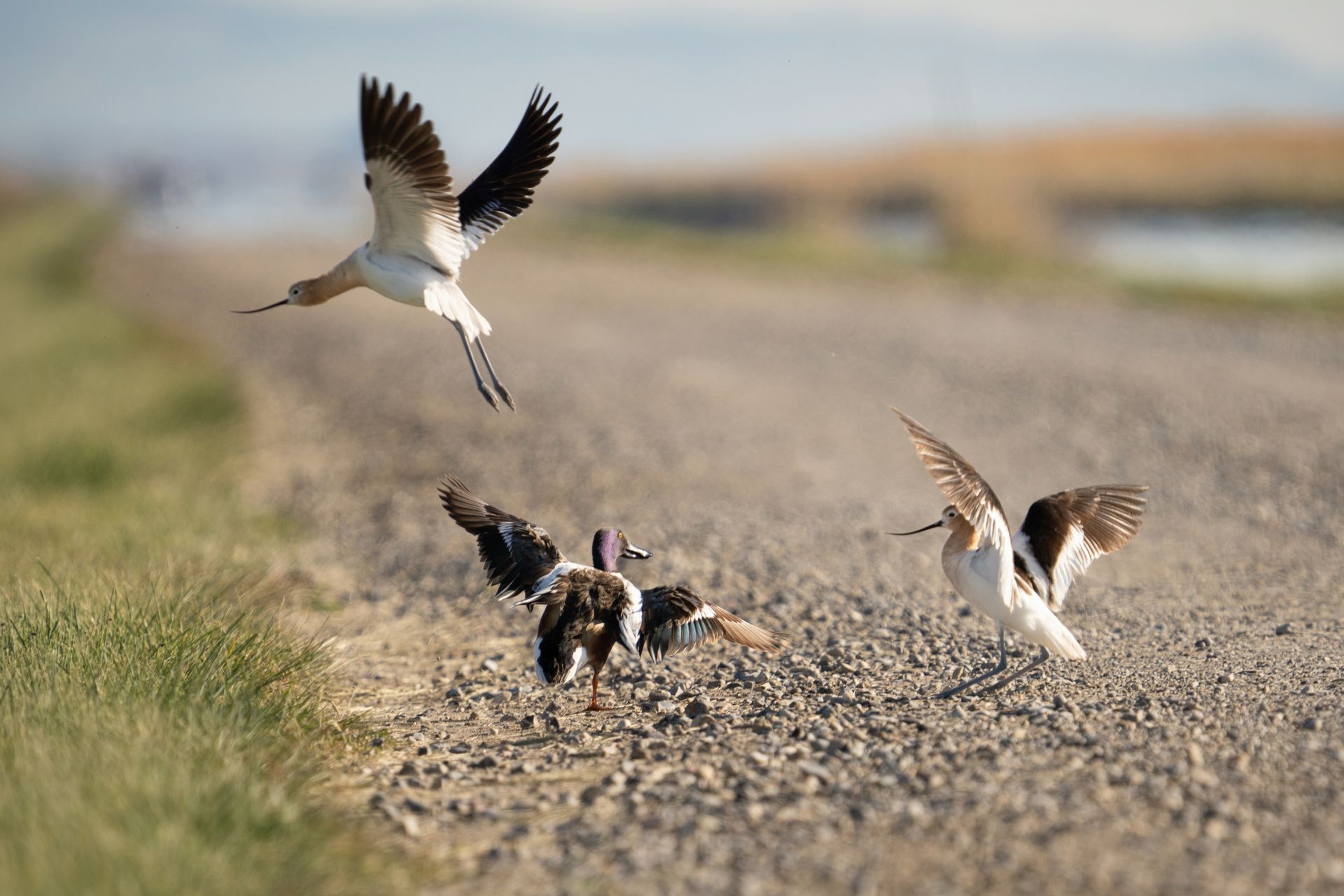 Three birds are flying over a gravel road.