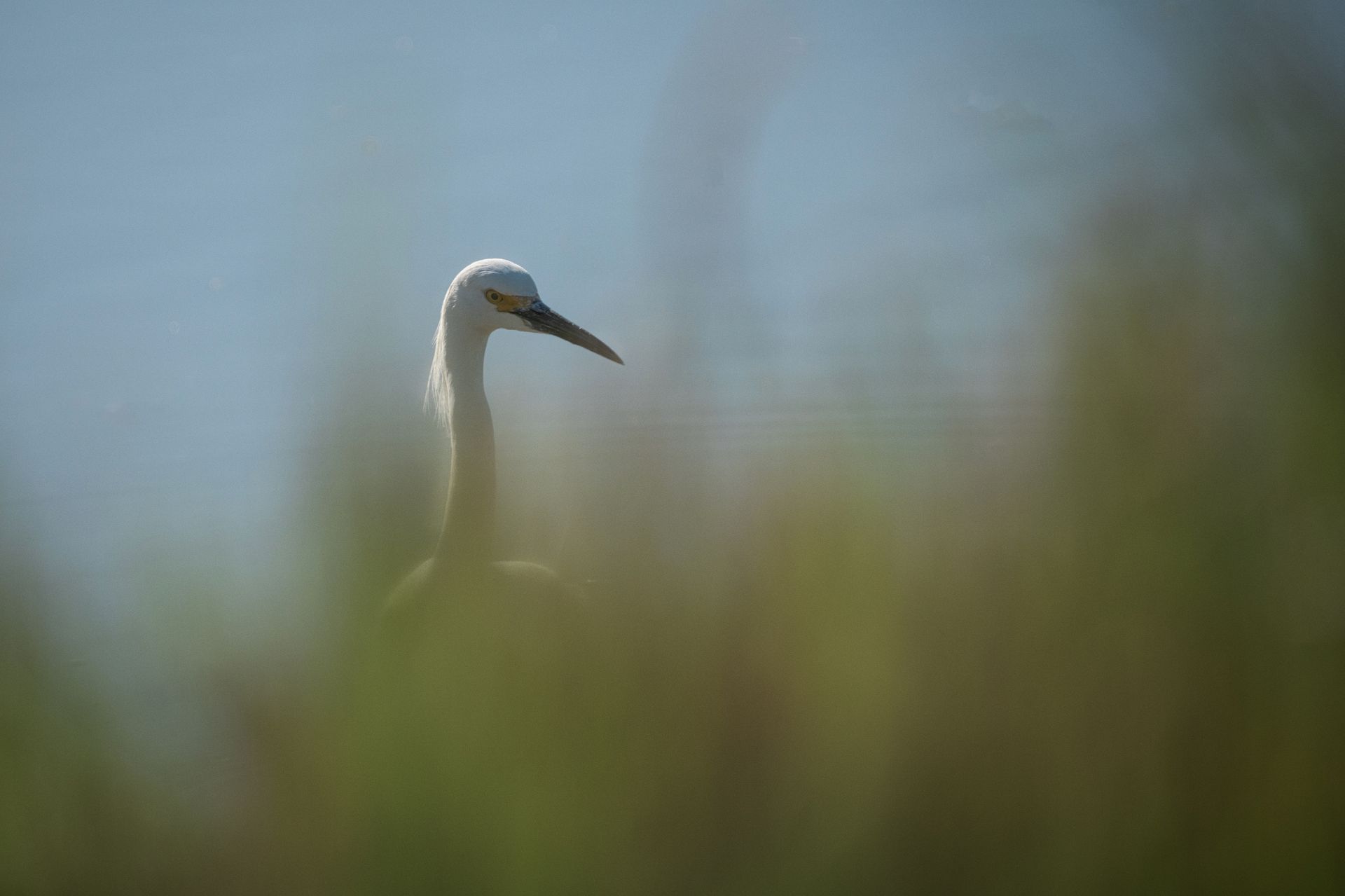 A white bird with a long neck is standing in the grass.
