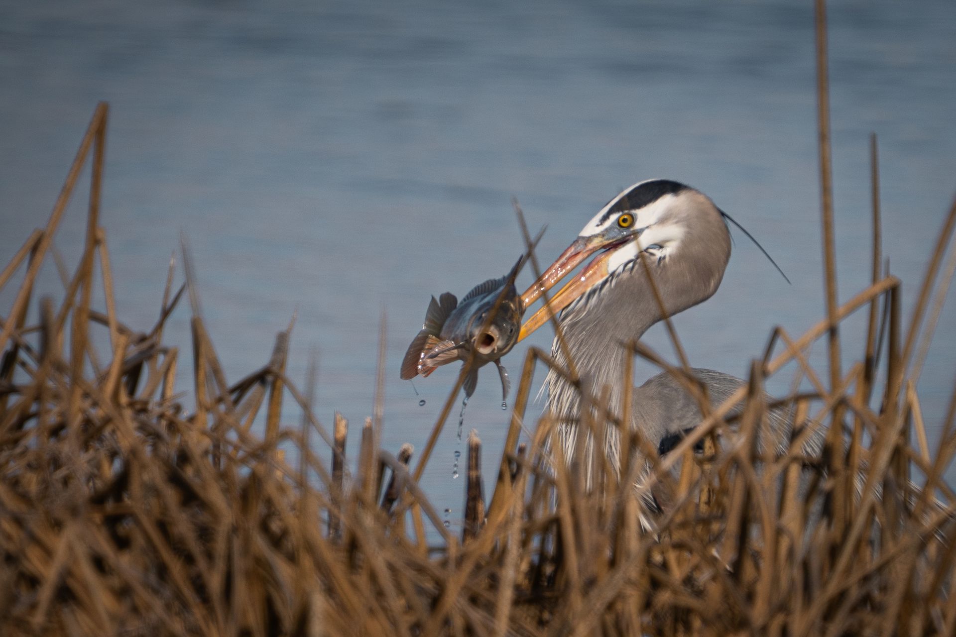 A great blue heron is eating a fish in the water.