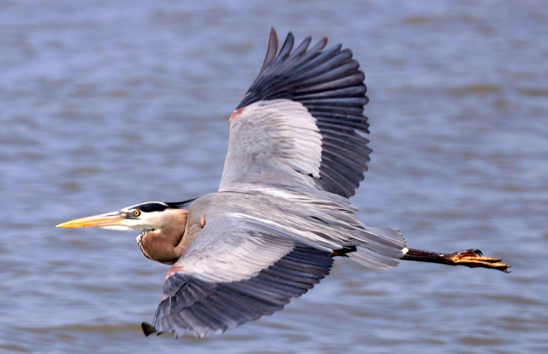 A bird with a long beak is flying over a body of water