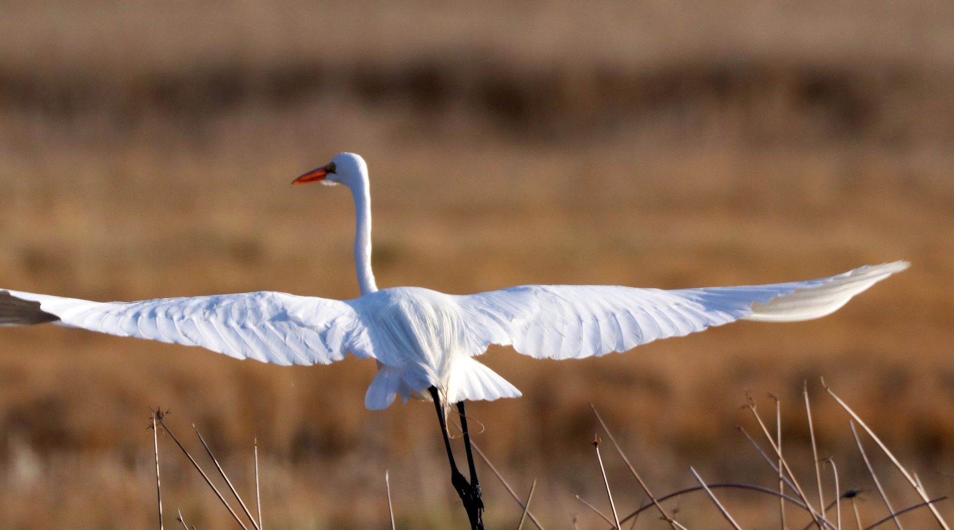 A white bird with a red beak is spreading its wings in a field.