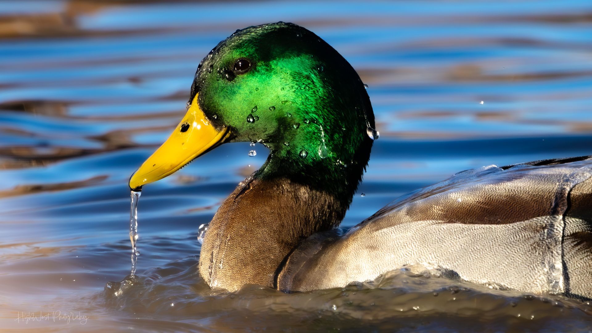 A mallard duck is drinking water from a pond