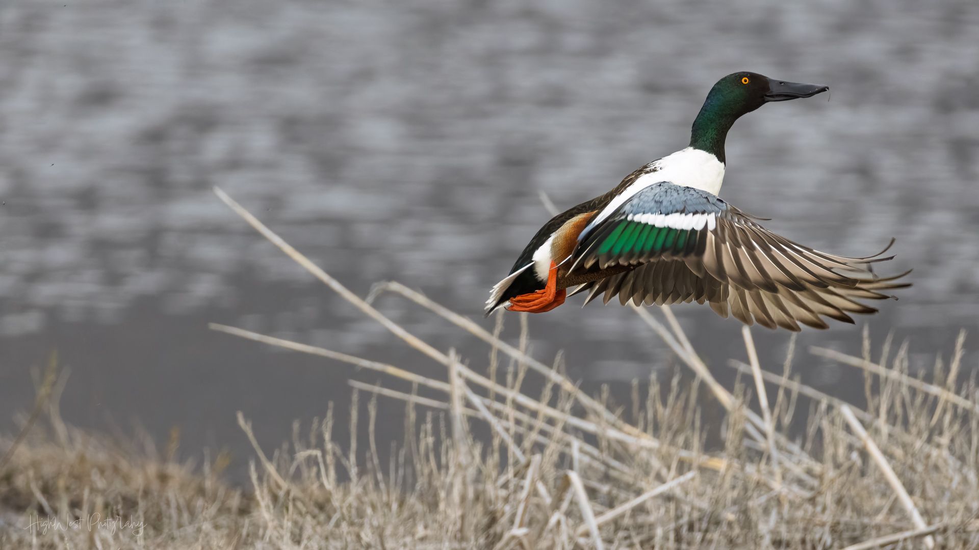 A duck is flying over a field of tall grass.