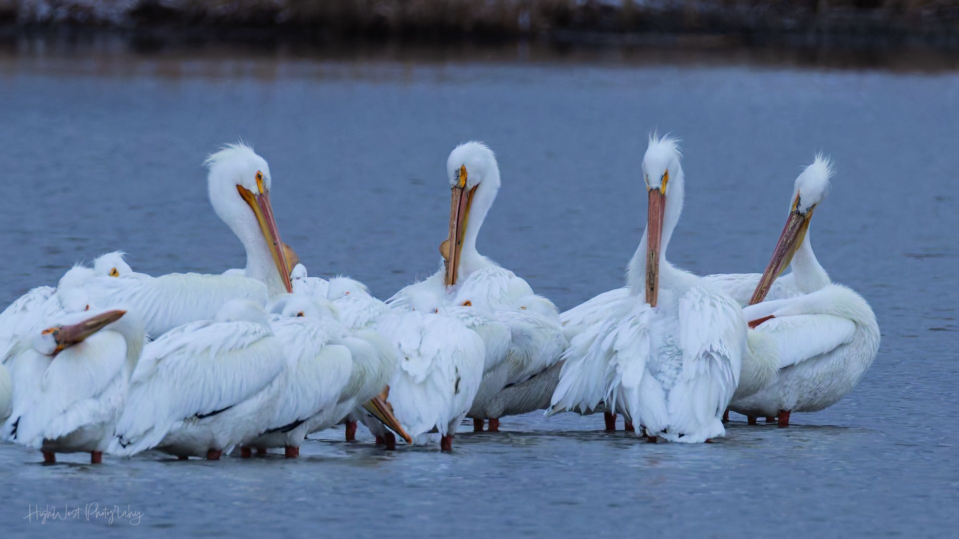 A flock of white pelicans are standing in a row in the water.