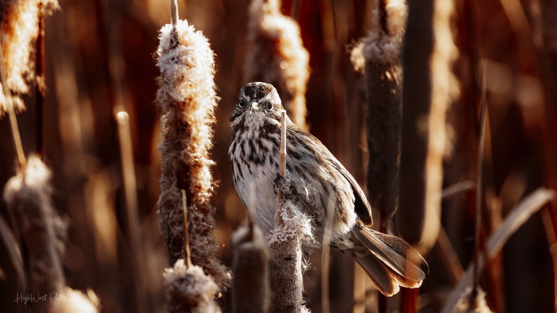 A small bird perched on top of a tall plant.