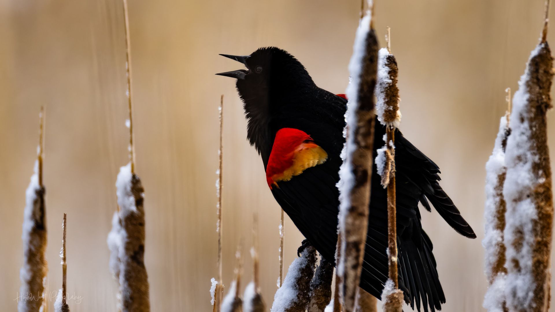 A black and red bird is perched on a tall plant.