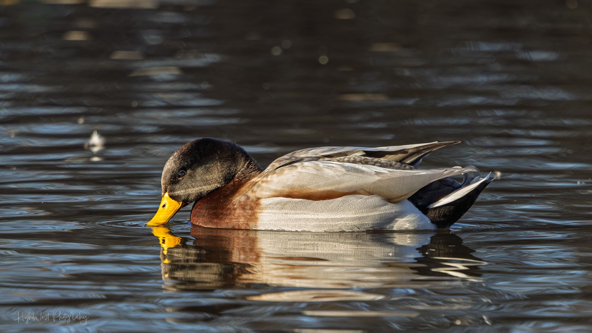 A mallard duck with a yellow beak is swimming in the water.
