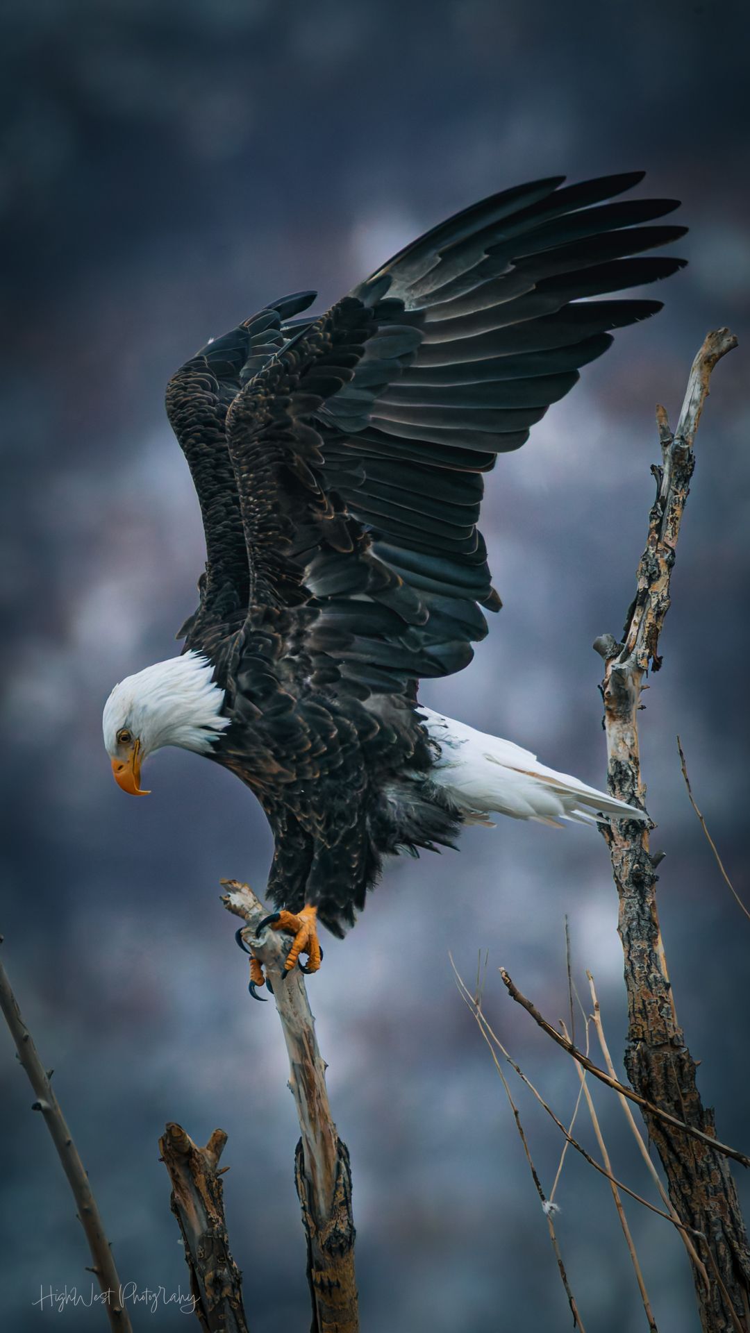 A bald eagle is perched on a tree branch with its wings spread.