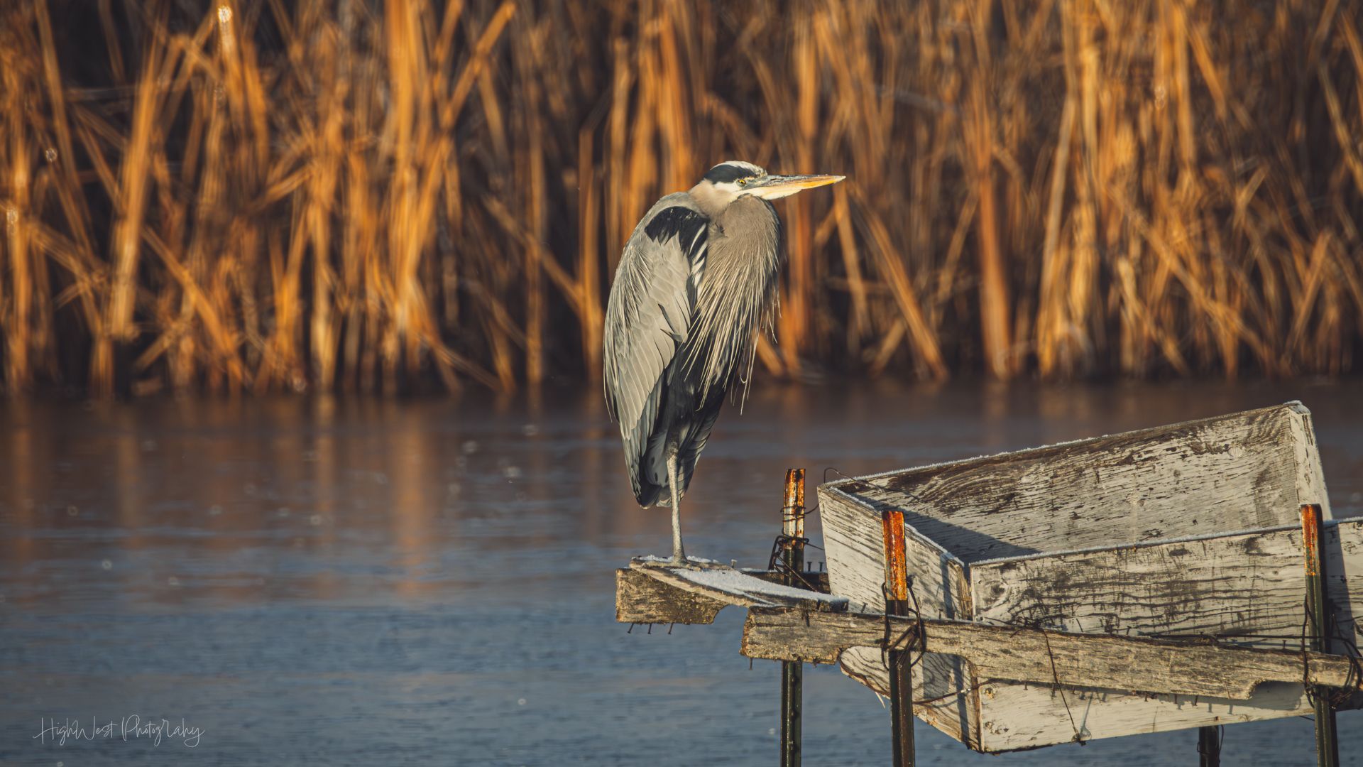 A bird is perched on a wooden dock overlooking a lake.