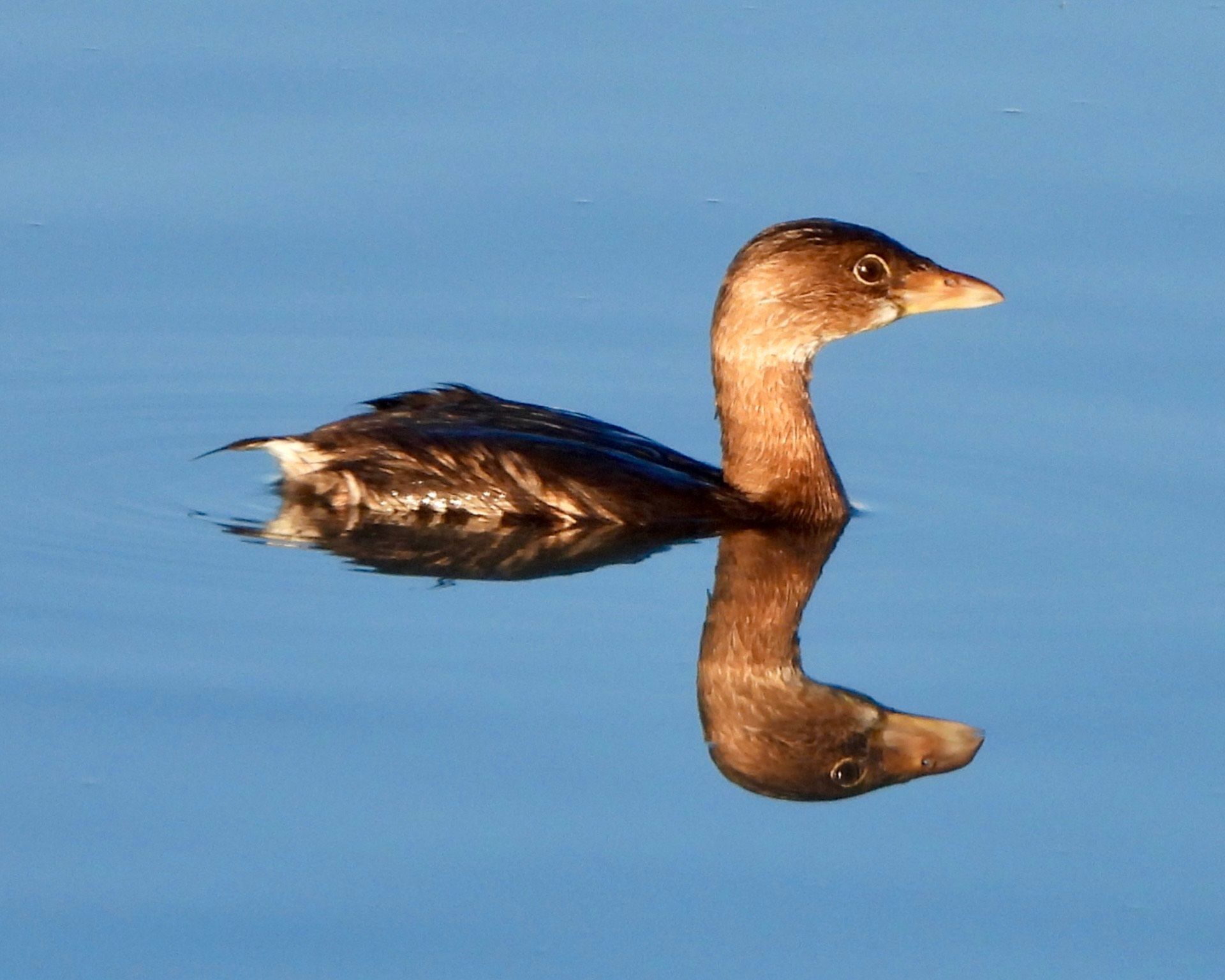 A duck is swimming in the water and its reflection is in the water