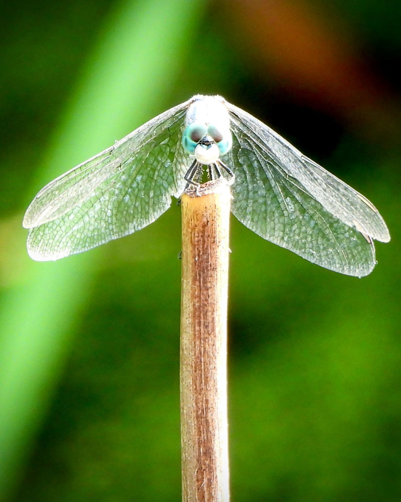 A dragonfly is perched on a stick with a green background