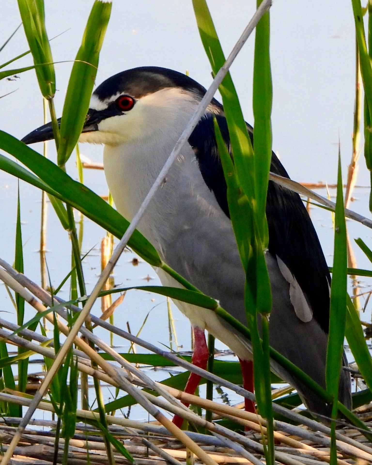 A bird with red legs is standing in tall grass