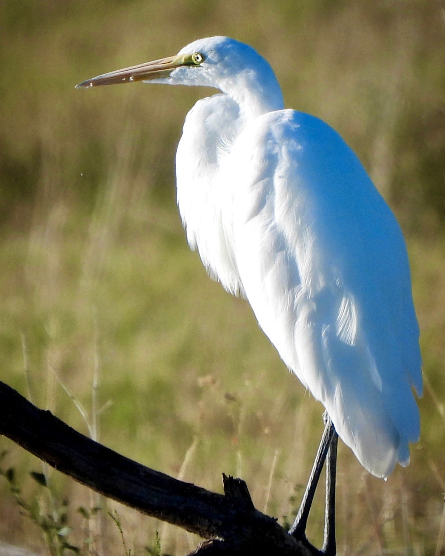 A white bird with a yellow beak is perched on a tree branch