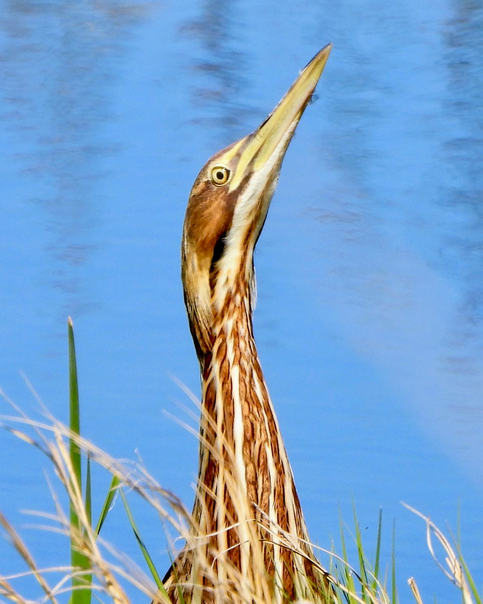 A bird with a long neck is standing in the grass near the water
