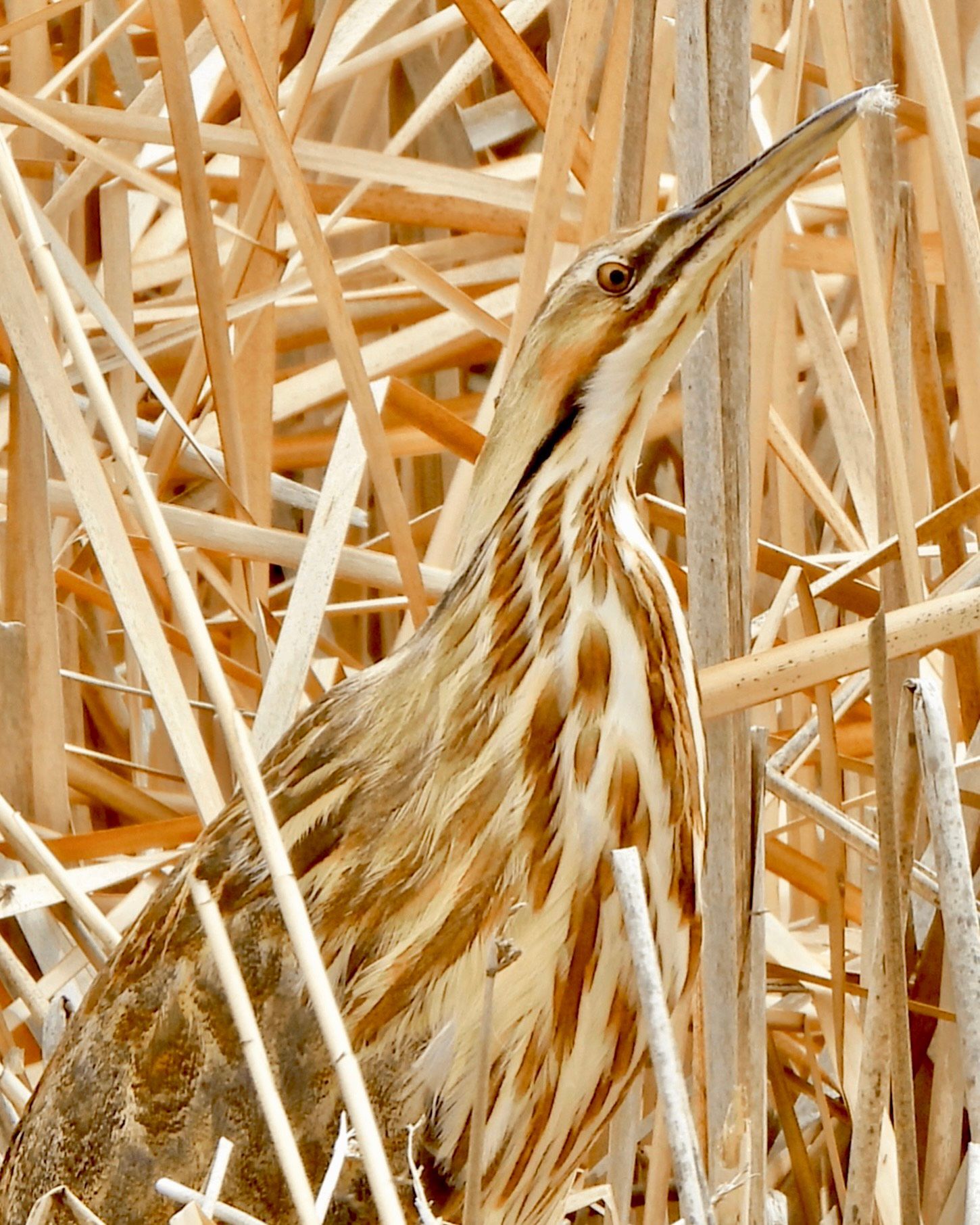 A bird with a long beak is standing in tall grass