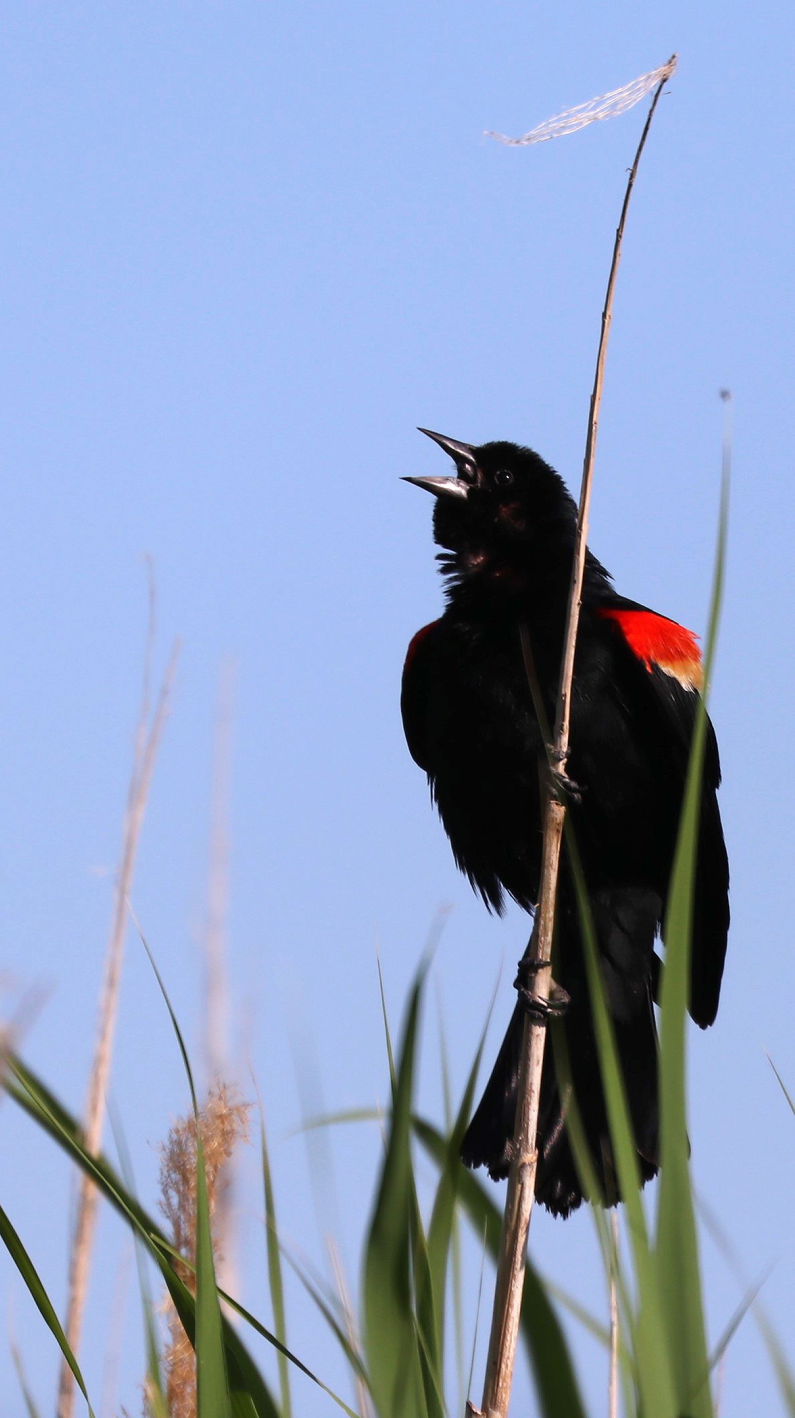 A black and red bird perched on a tree branch