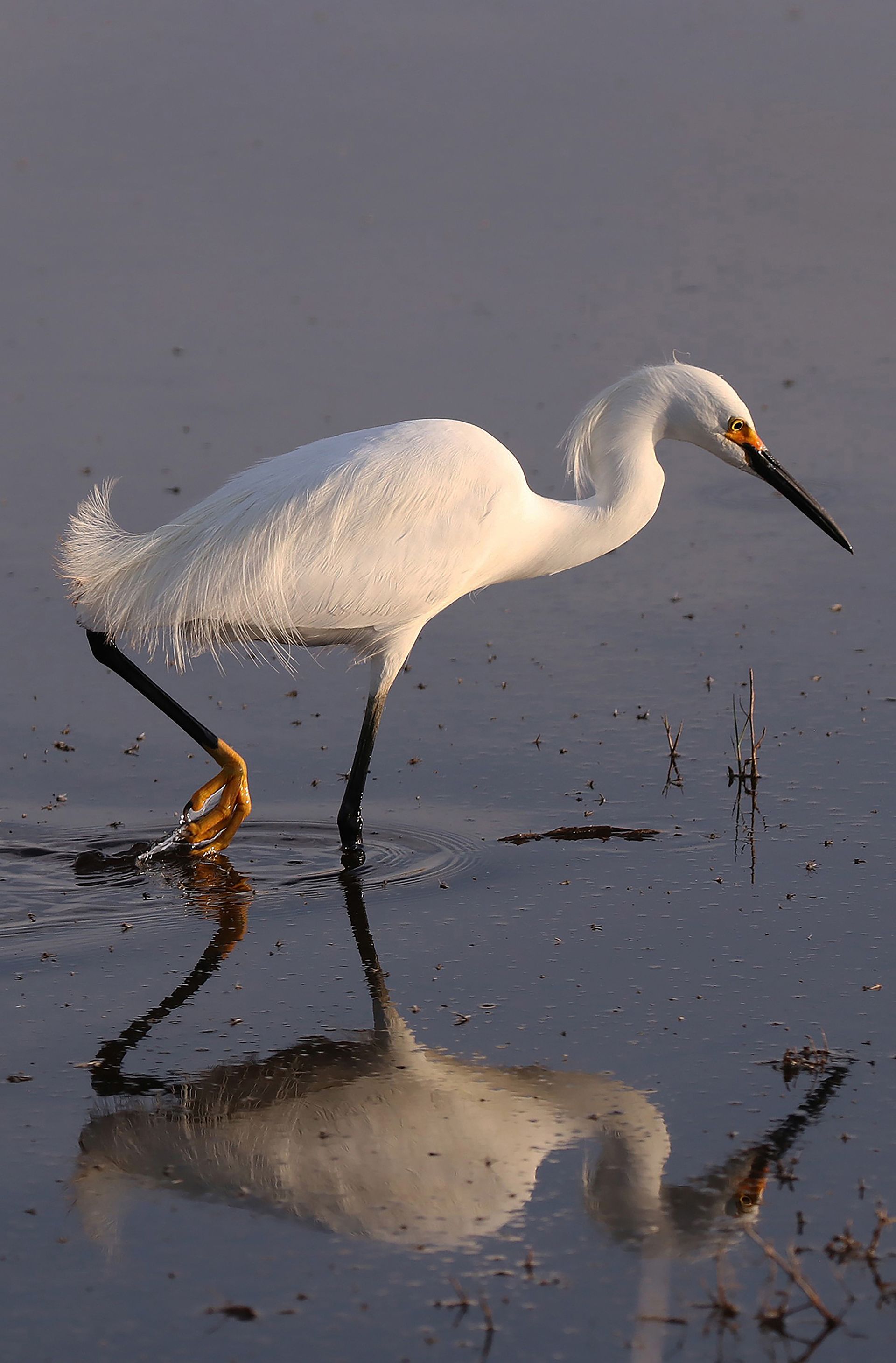 A white bird with a long beak is standing in the water