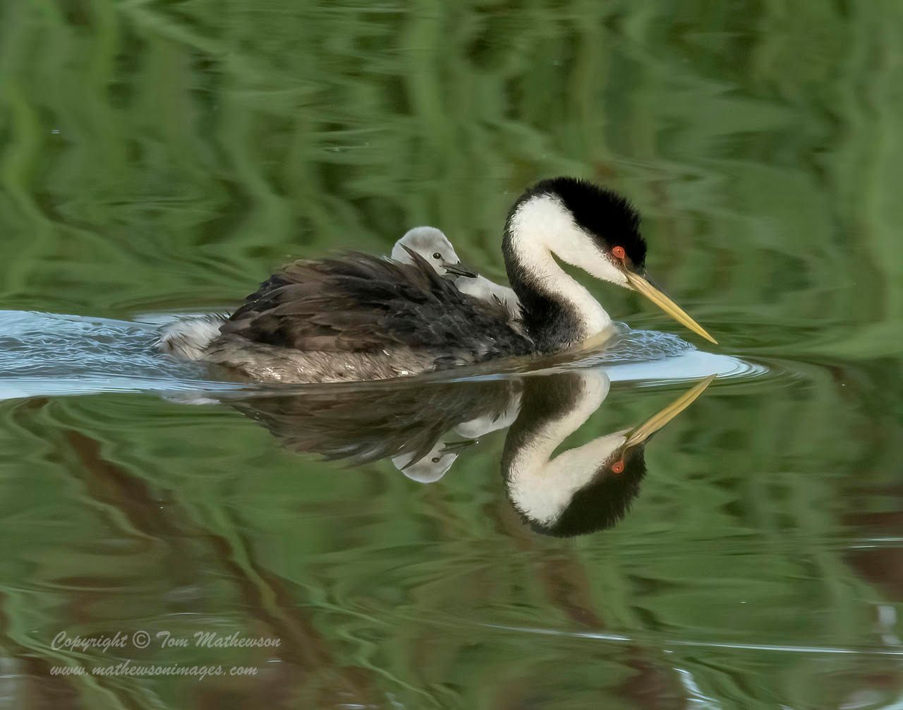 A duck is swimming in the water with a baby duck on its back.