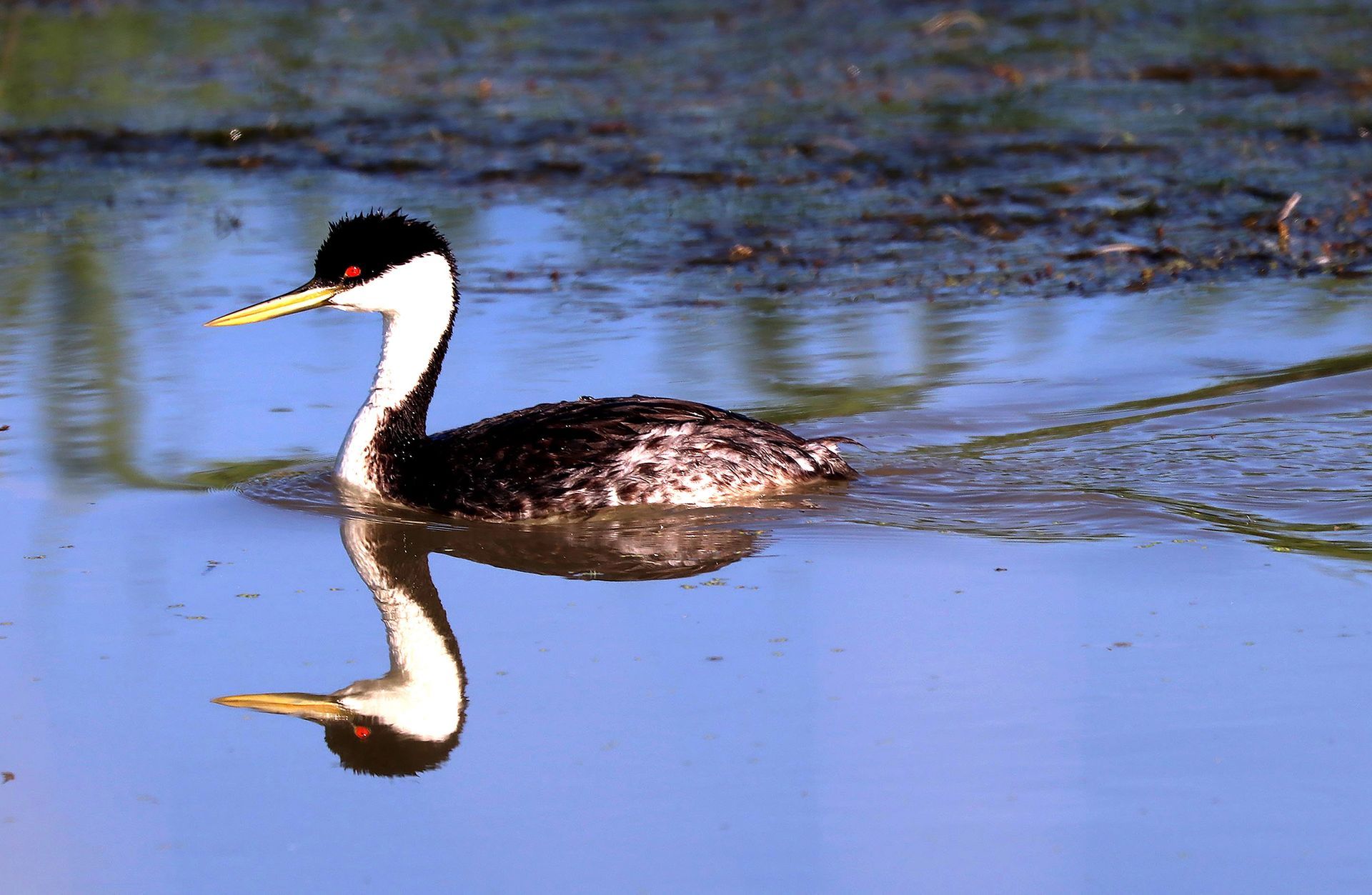 A black and white duck is swimming in the water