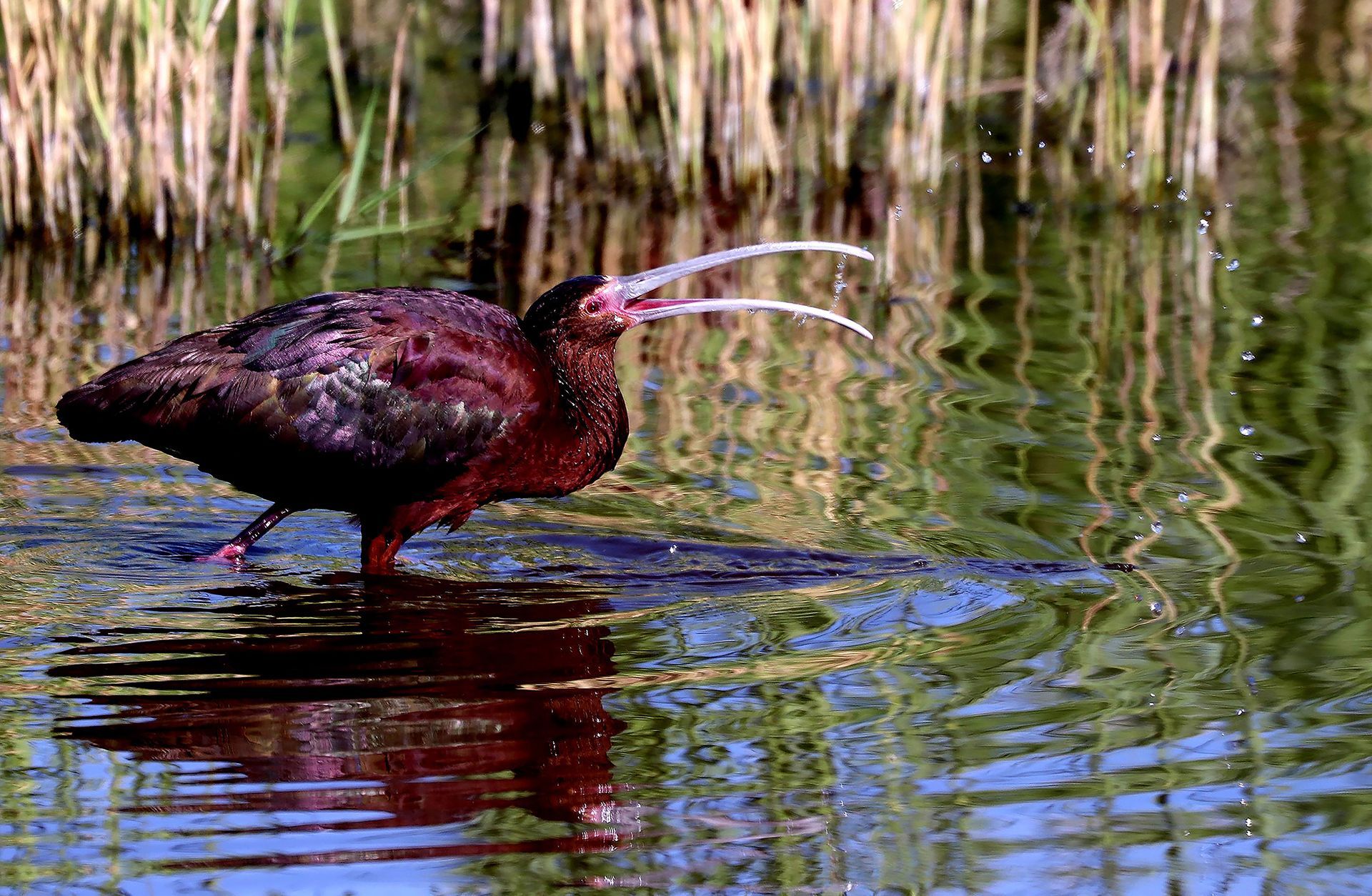 A bird with long beaks is standing in the water.