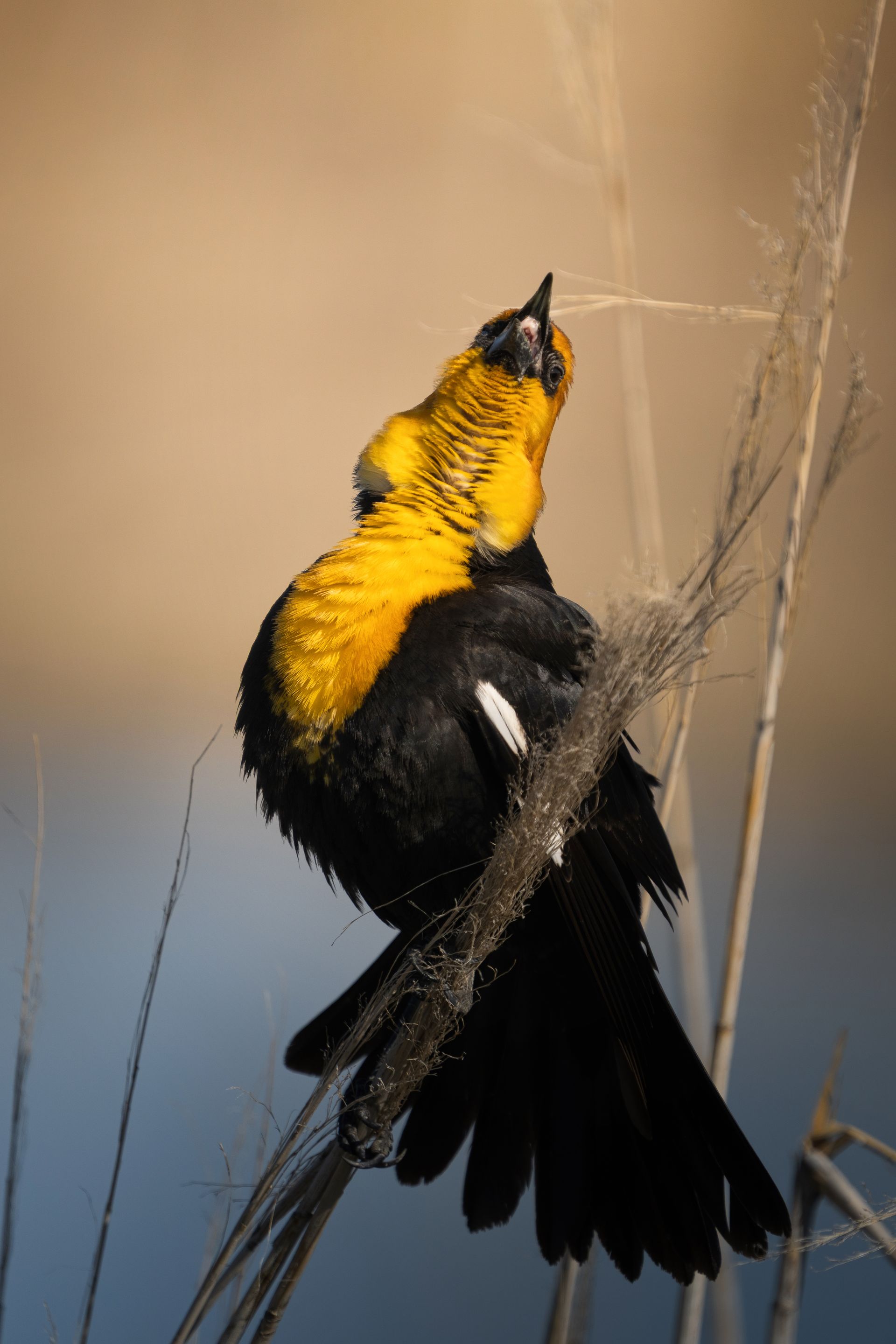 A black and yellow bird is perched on a branch.