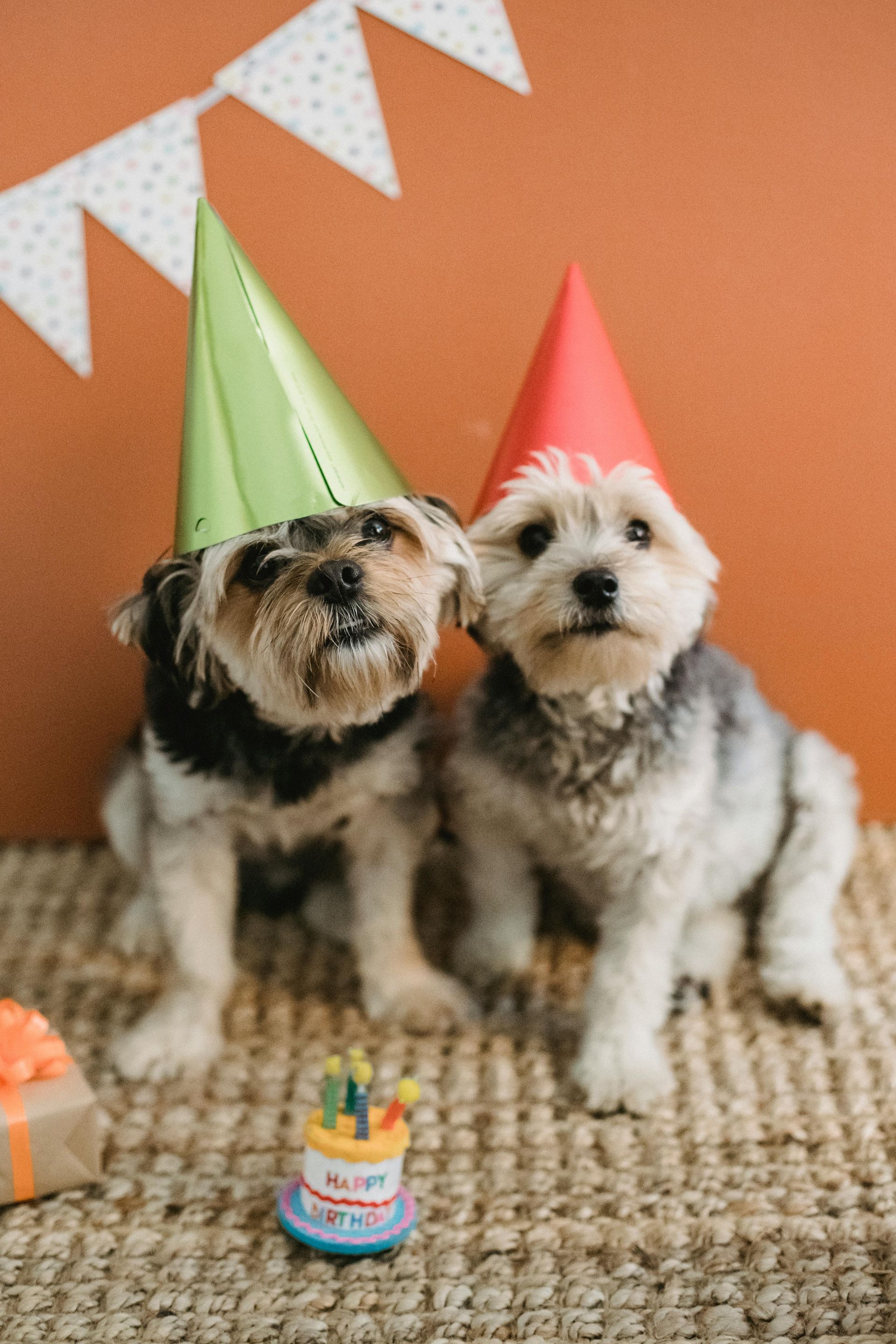 Two dogs wearing party hats sit in front of a tan wall with a small cake.