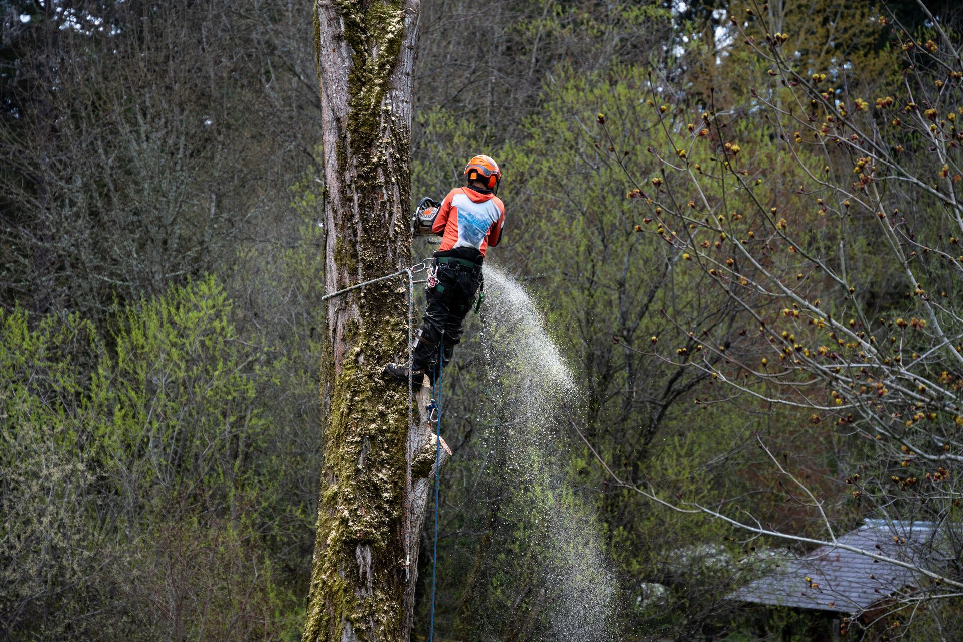 An arborist with a climbing rope and protection gear is cutting a tree trunk with a chainsaw. An arborist with a climbing rope and protection gear is cutting a tree trunk with a chainsaw.