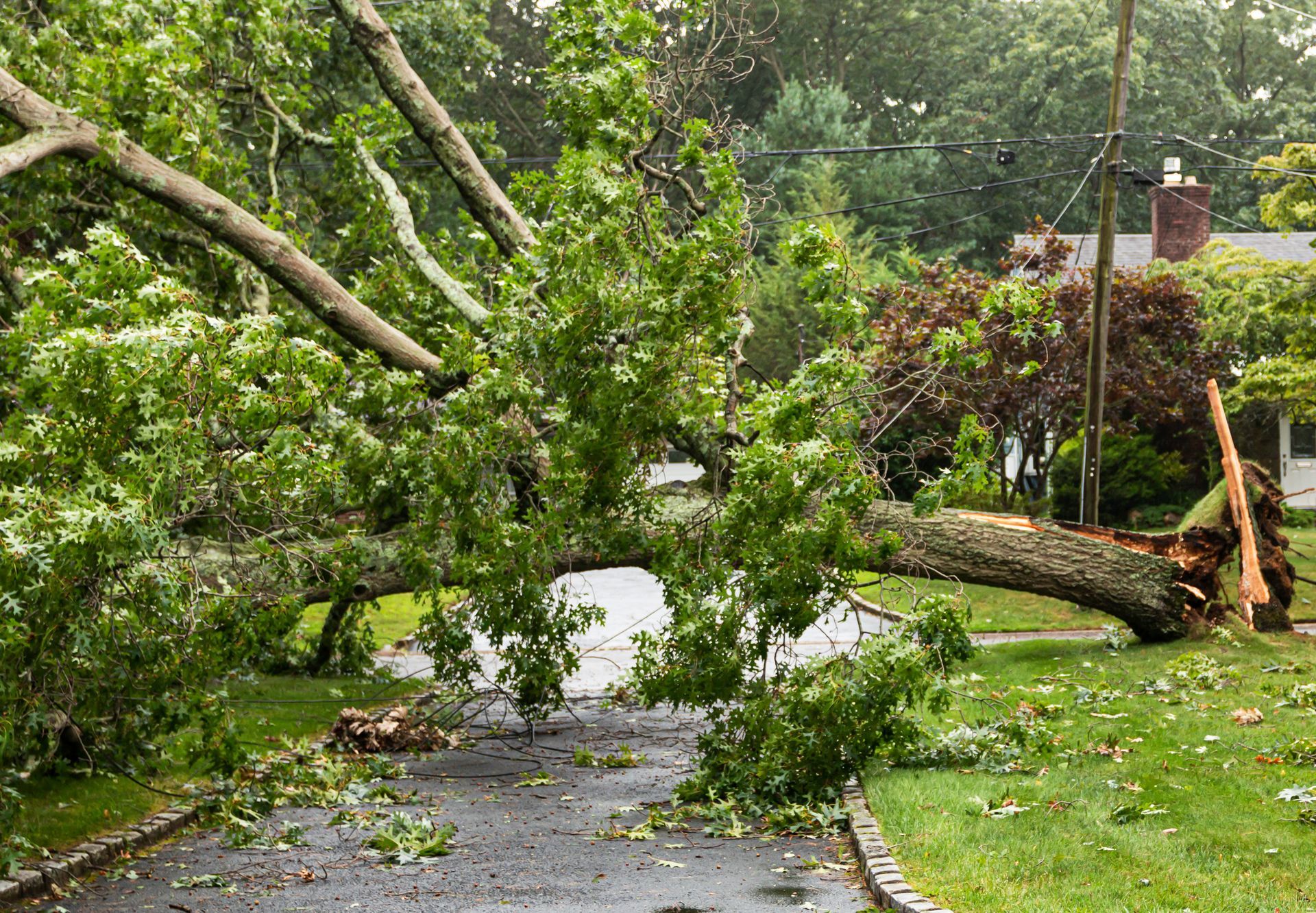 A fallen tree takes wires down with it during a storm. A fallen tree takes wires down with it during a storm.