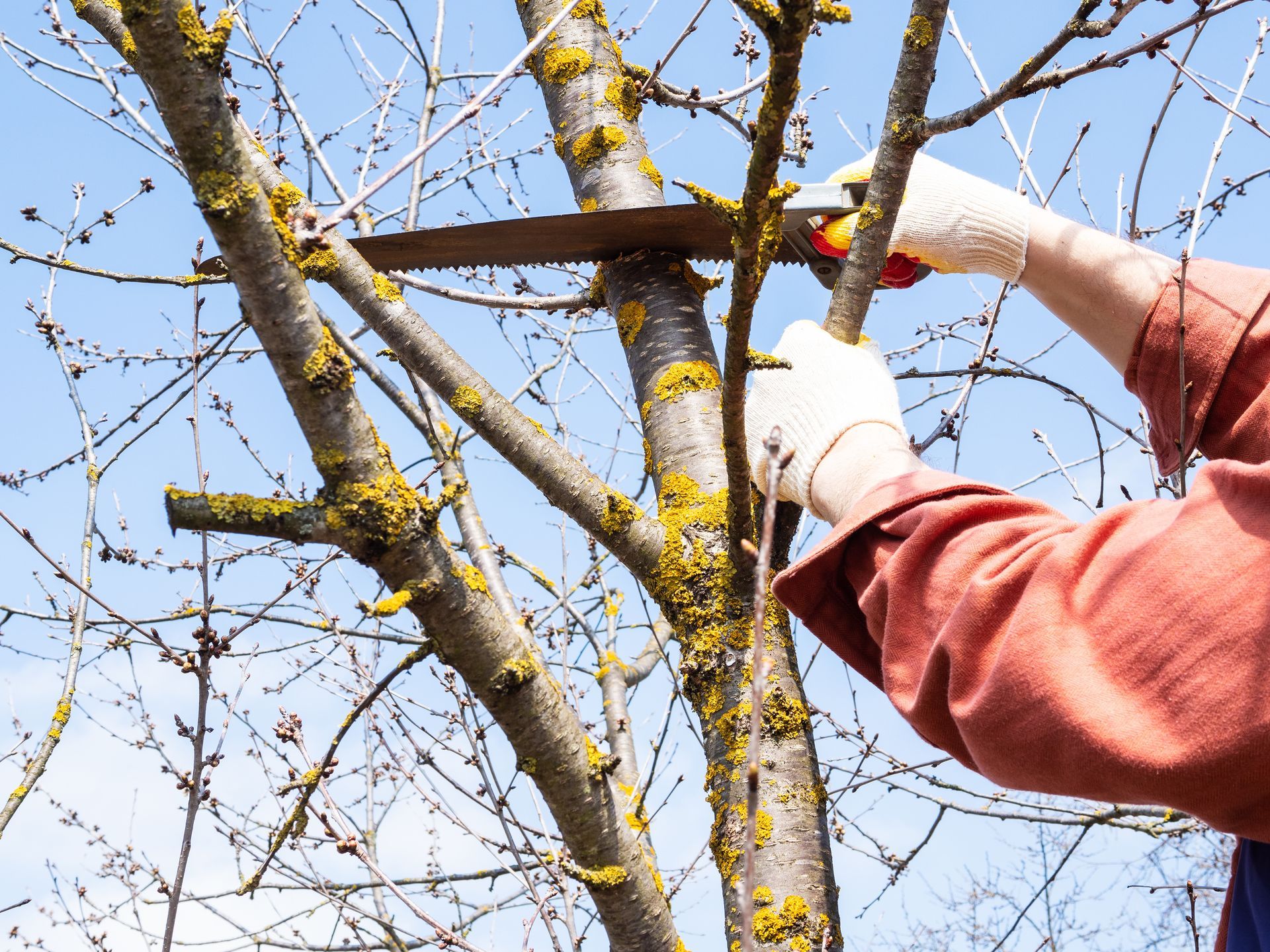 The gloved hands of an arborist prune the crown of an old tree. The gloved hands of an arborist prune the crown of an old tree.