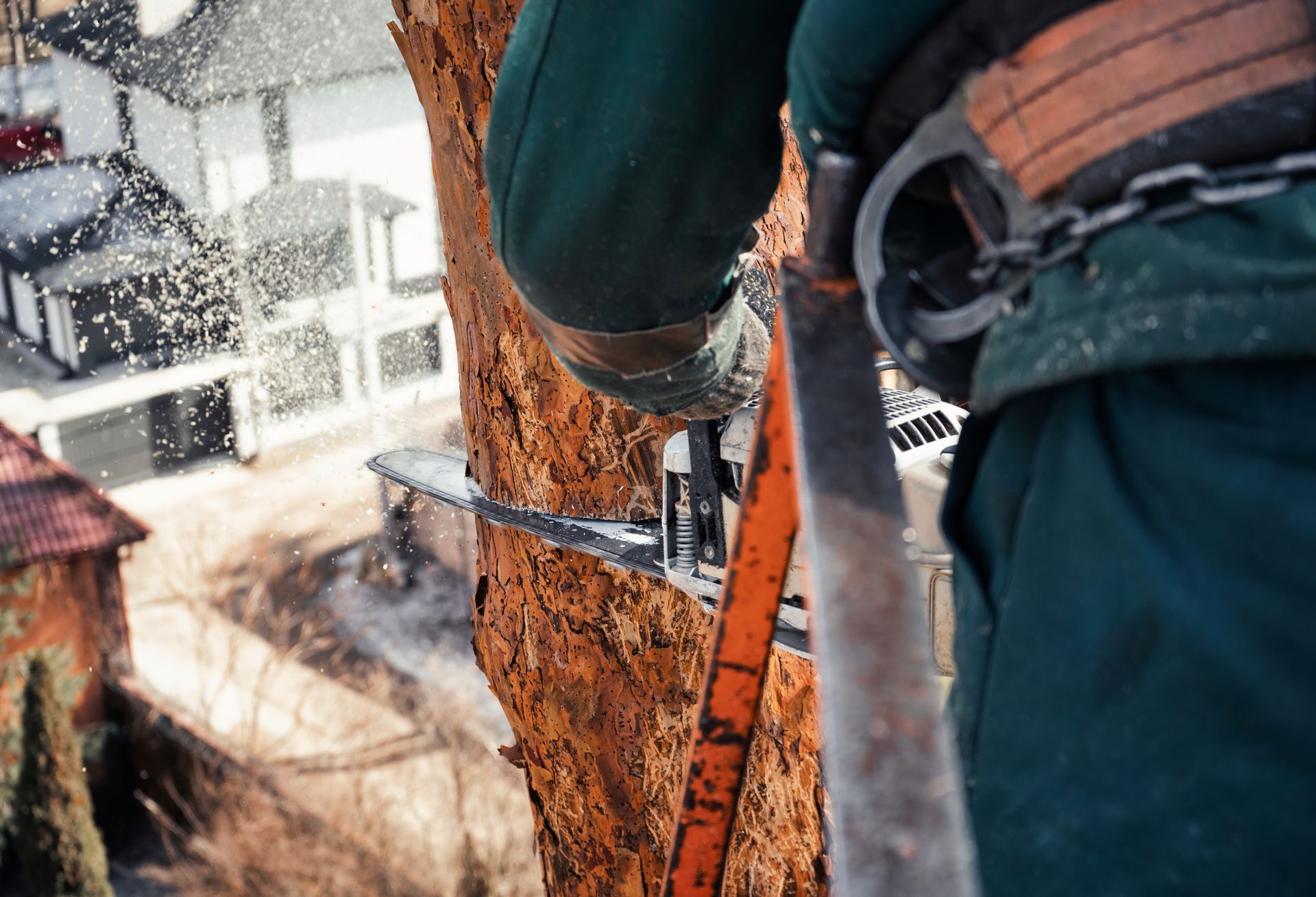 An arborist cuts the trunk of an emergency tree with a chainsaw at a great height. An arborist cuts the trunk of an emergency tree with a chainsaw at a great height.