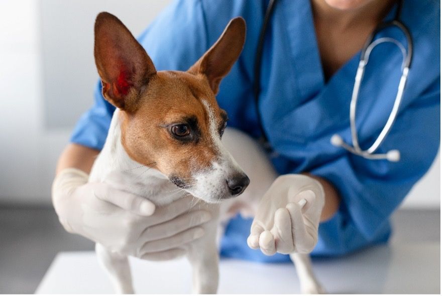 A veterinarian is holding a small dog with white gloves on.