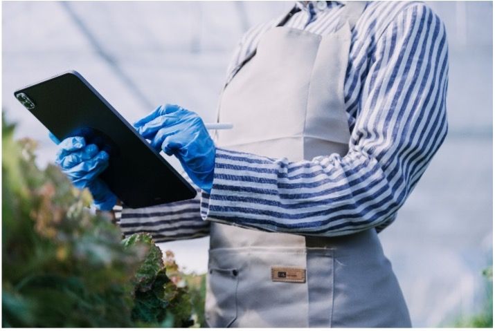 Someone wearing blue nitrile gloves is using a tablet computer in a greenhouse.
