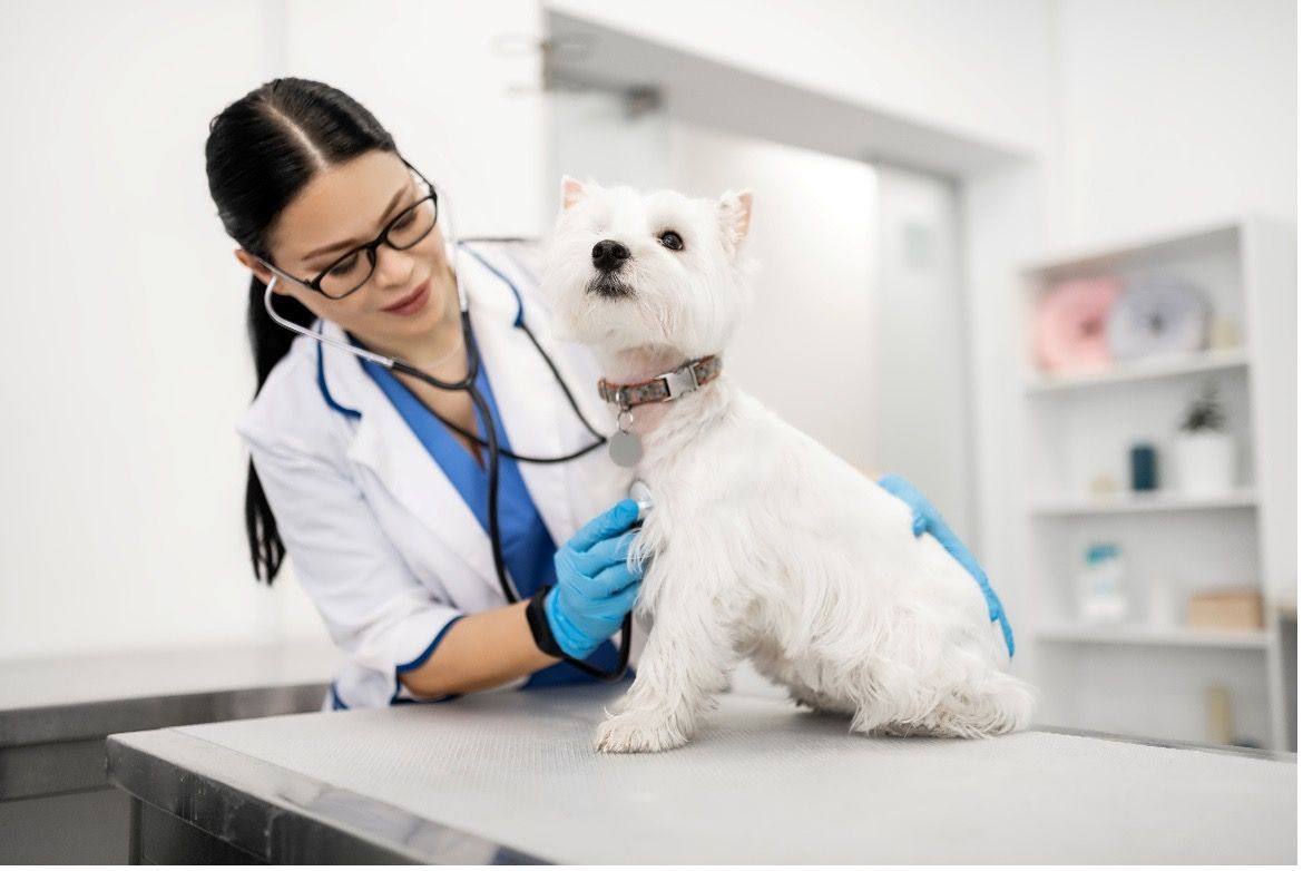 A female veterinarian is examining a small white dog with a stethoscope and wearing blue latex gloves.