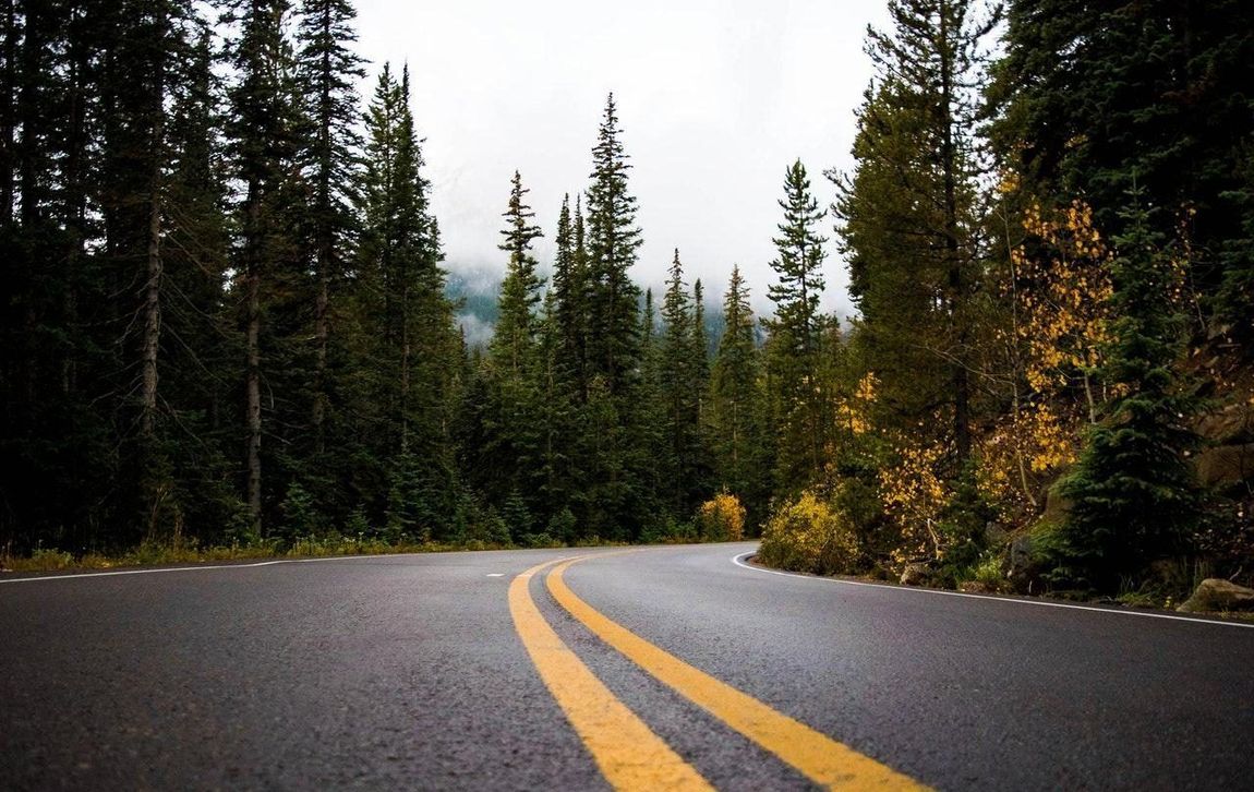 A winding, wet asphalt road with double yellow lines leads into a dense forest of evergreen trees under a cloudy sky.