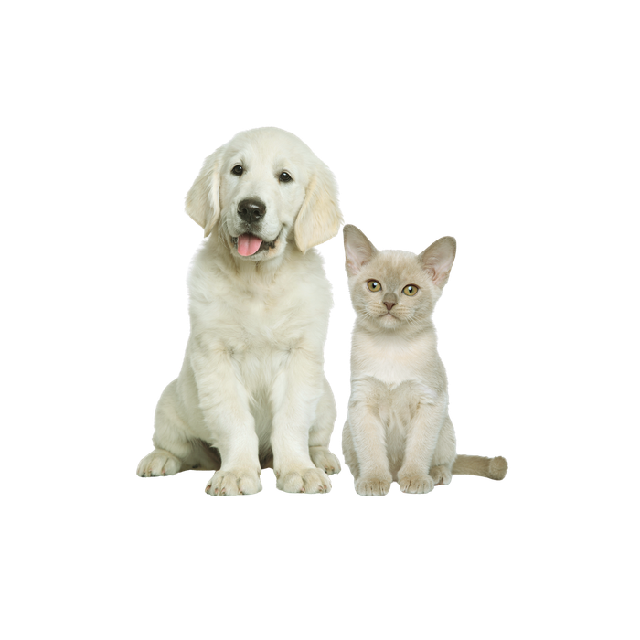 Cat Dog