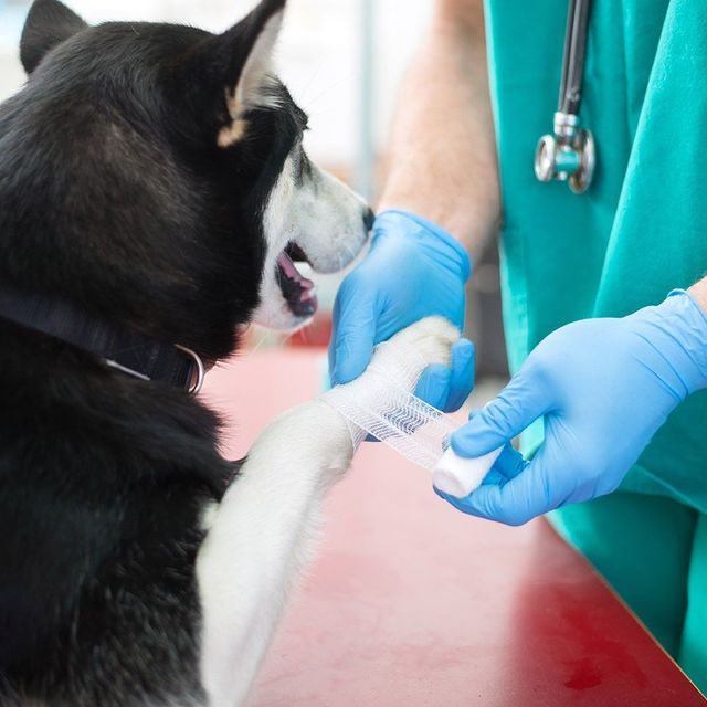Animal General Hospital ~ Veterinarian in Miami Animal General Hospital ~ Veterinarian in Miami