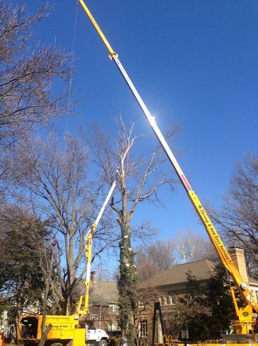Tree Trimming Services— Aerial Ladder Truck Trimming Trees In Springfield, IL