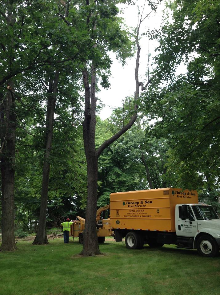 Tree Pruning — Large Trees Pruning In Springfield, IL Tree Pruning — Large Trees Pruning In Springfield, IL