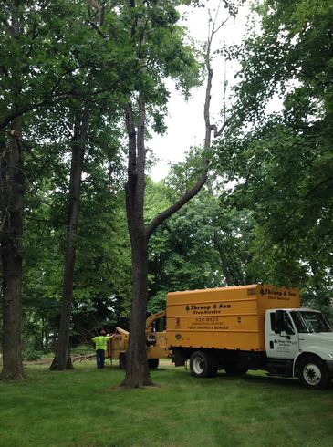 Tree Pruning — Large Trees Pruning In Springfield, IL