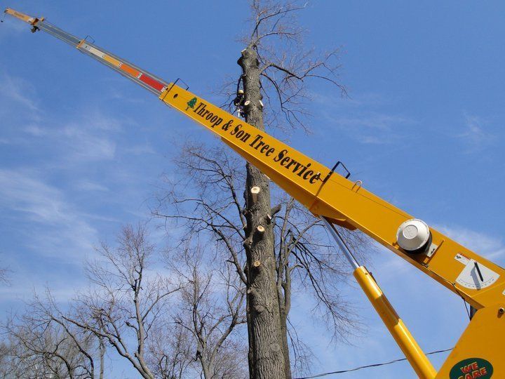 Tree Trimming — Man Trimming The Tree Using Chainsaw In Springfield, IL Tree Trimming — Man Trimming The Tree Using Chainsaw In Springfield, IL