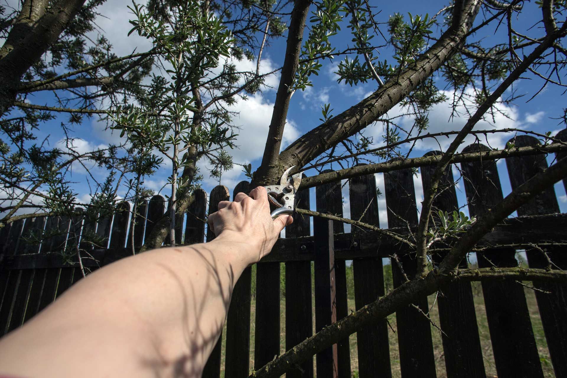 Male hand cutting out a branch using pruning shears, showcasing expert tree services.