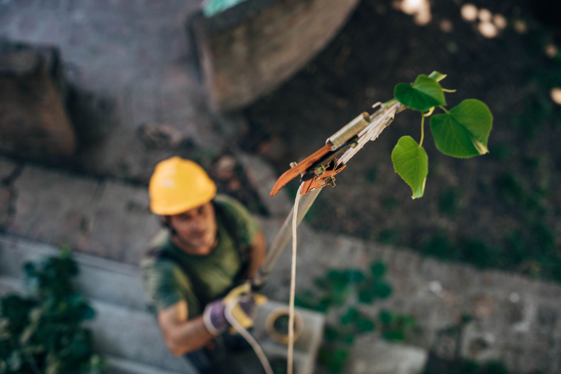Worker in yellow helmet trims tree branches with a pole pruner.