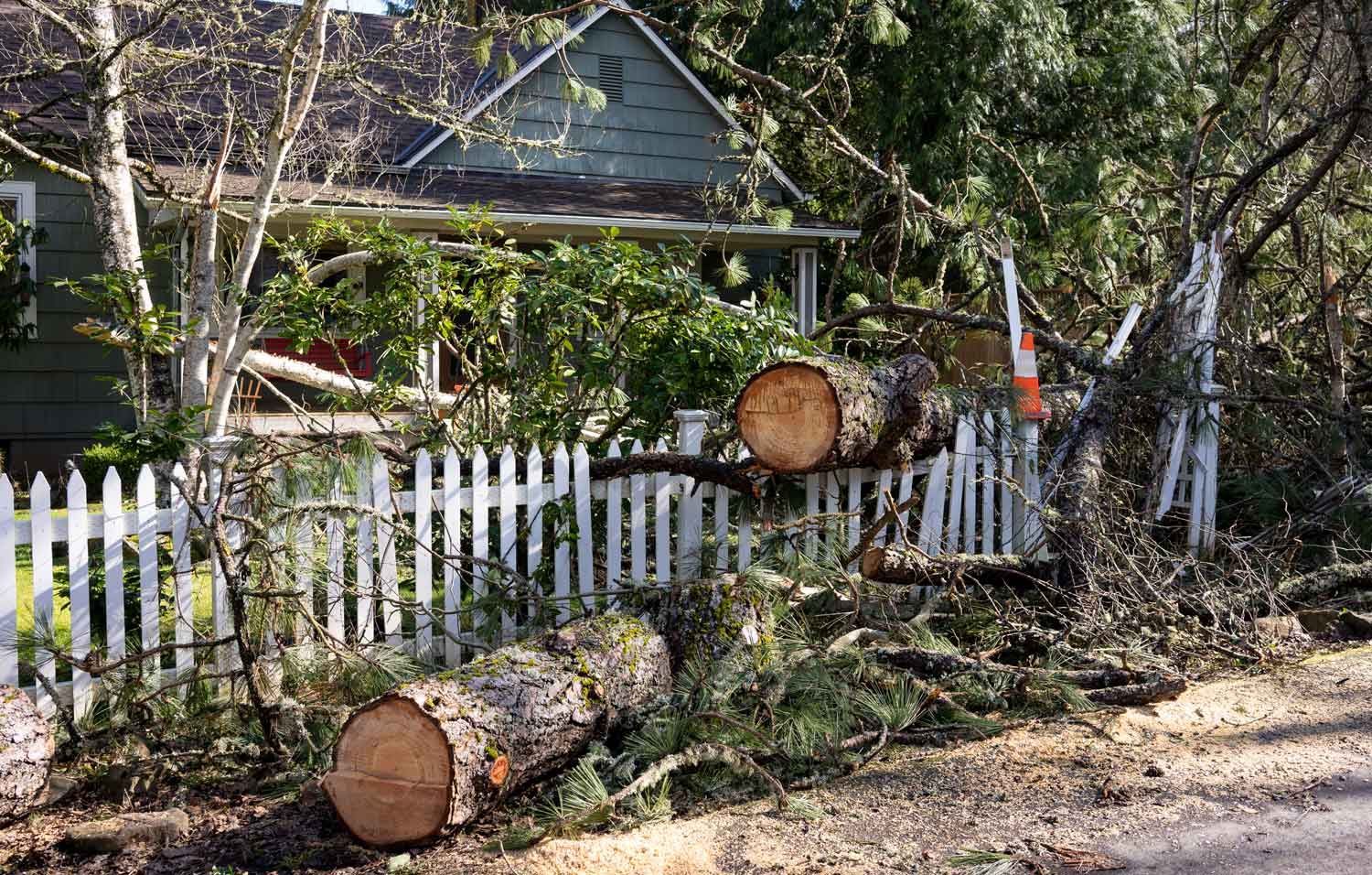Fallen tree in the front yard of a residential home after storm.