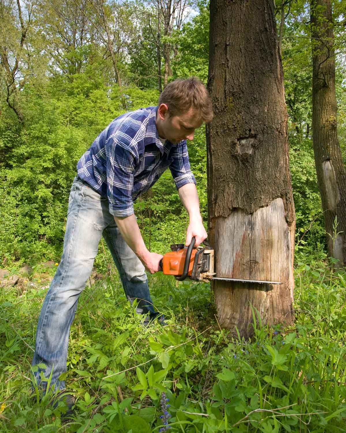 A man wearing a blue flannel shirt cuts a dead tree with an electrical saw, in the forest. A man wearing a blue flannel shirt cuts a dead tree with an electrical saw, in the forest.